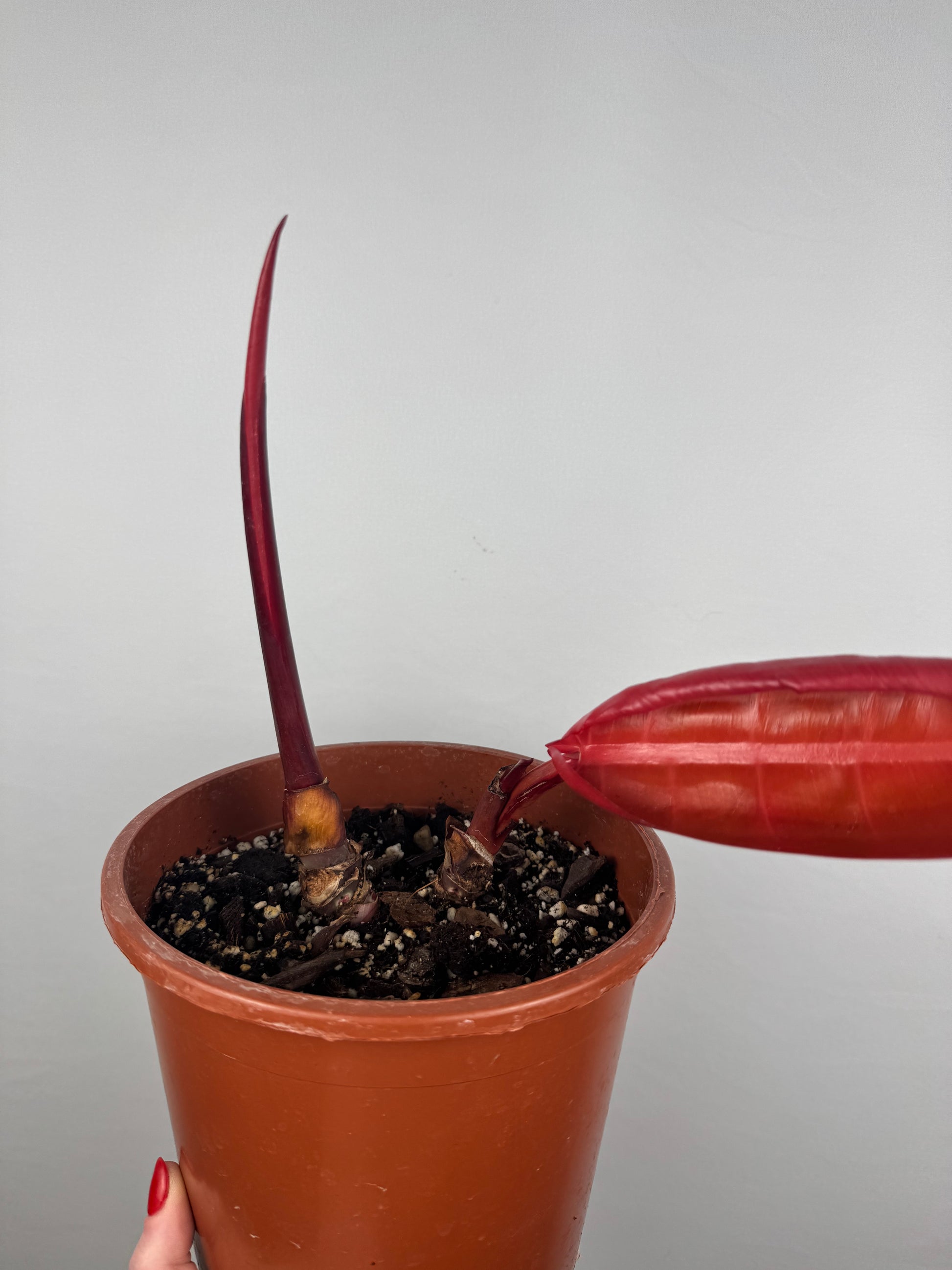 Philodendron “Prince of Orange” | Gianluca