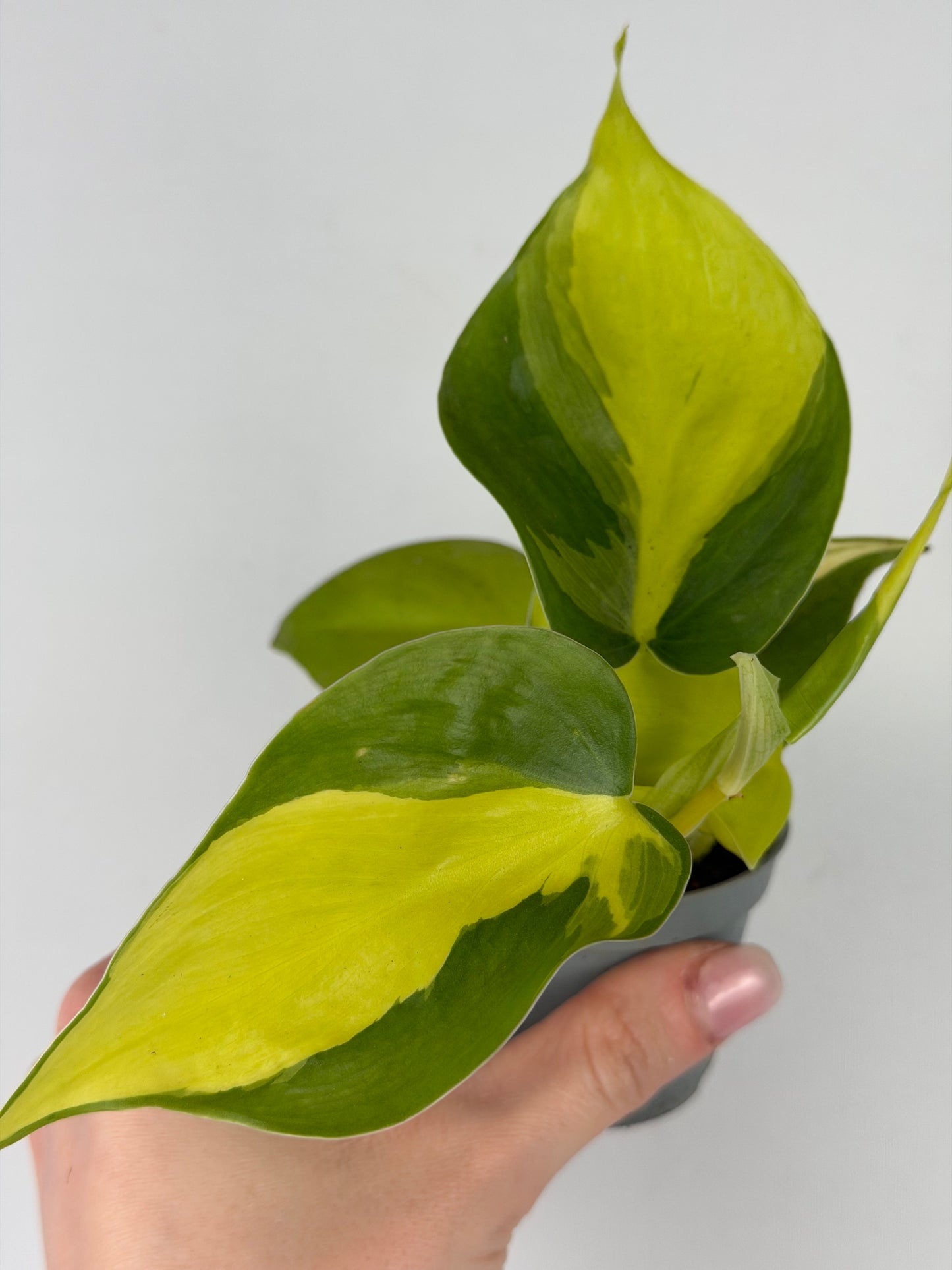 Philodendron Scandens Brasil Philodendron Tropical Corner