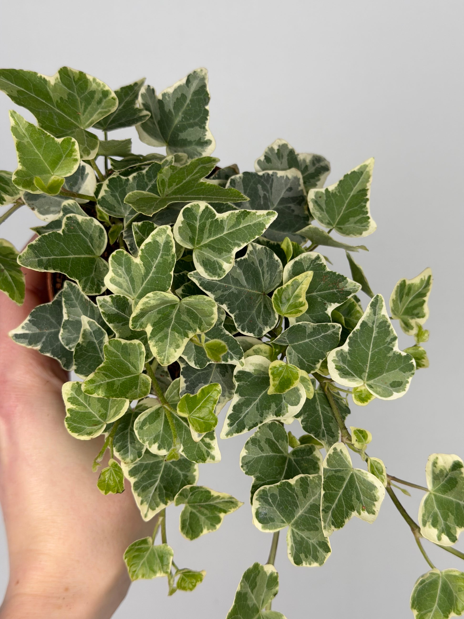 Hedera hel. 'White Wonder' Hedera Tropical Corner