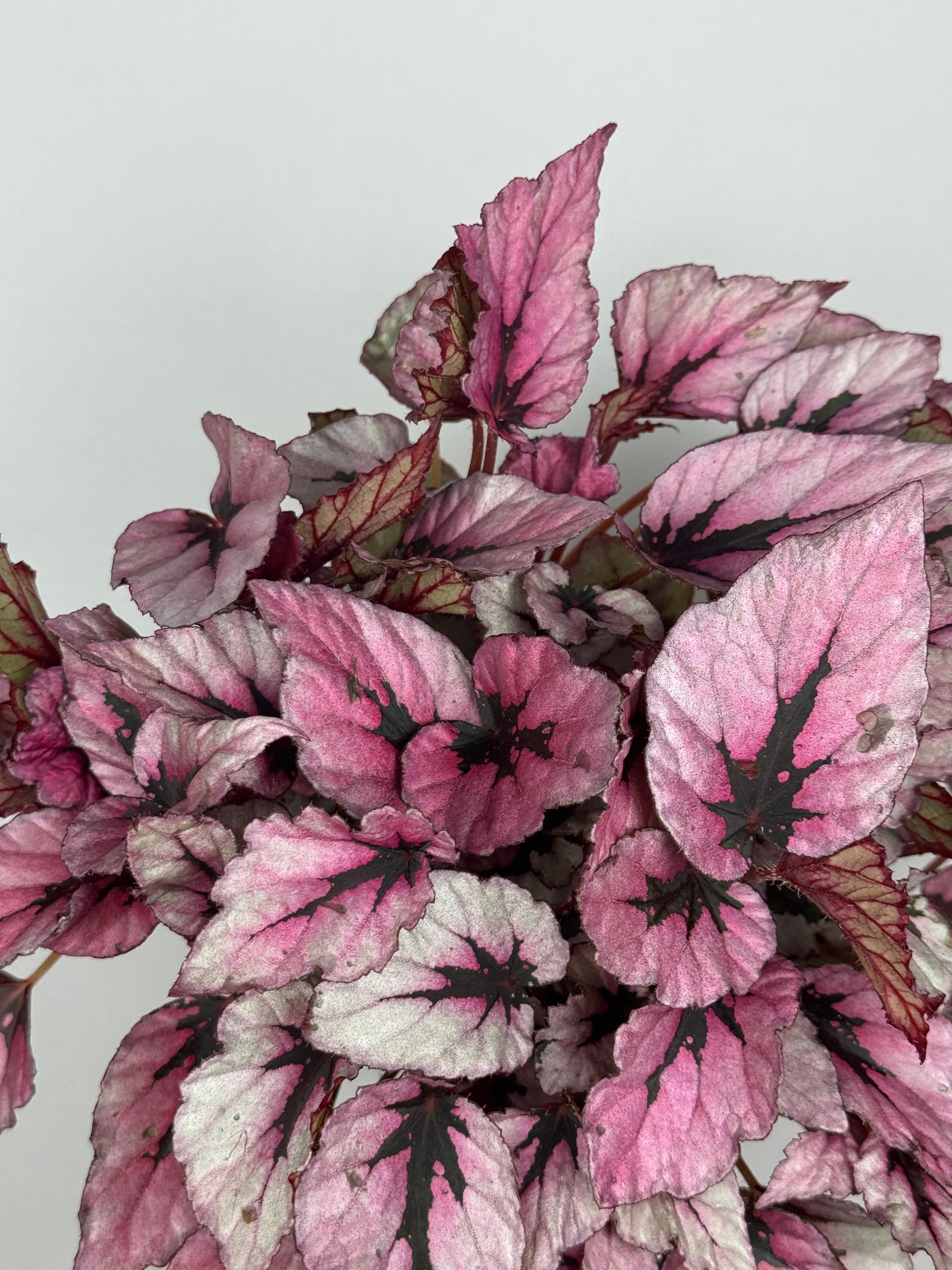 Begonia Rex “Indian Summer”