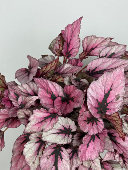 Begonia Rex “Indian Summer”