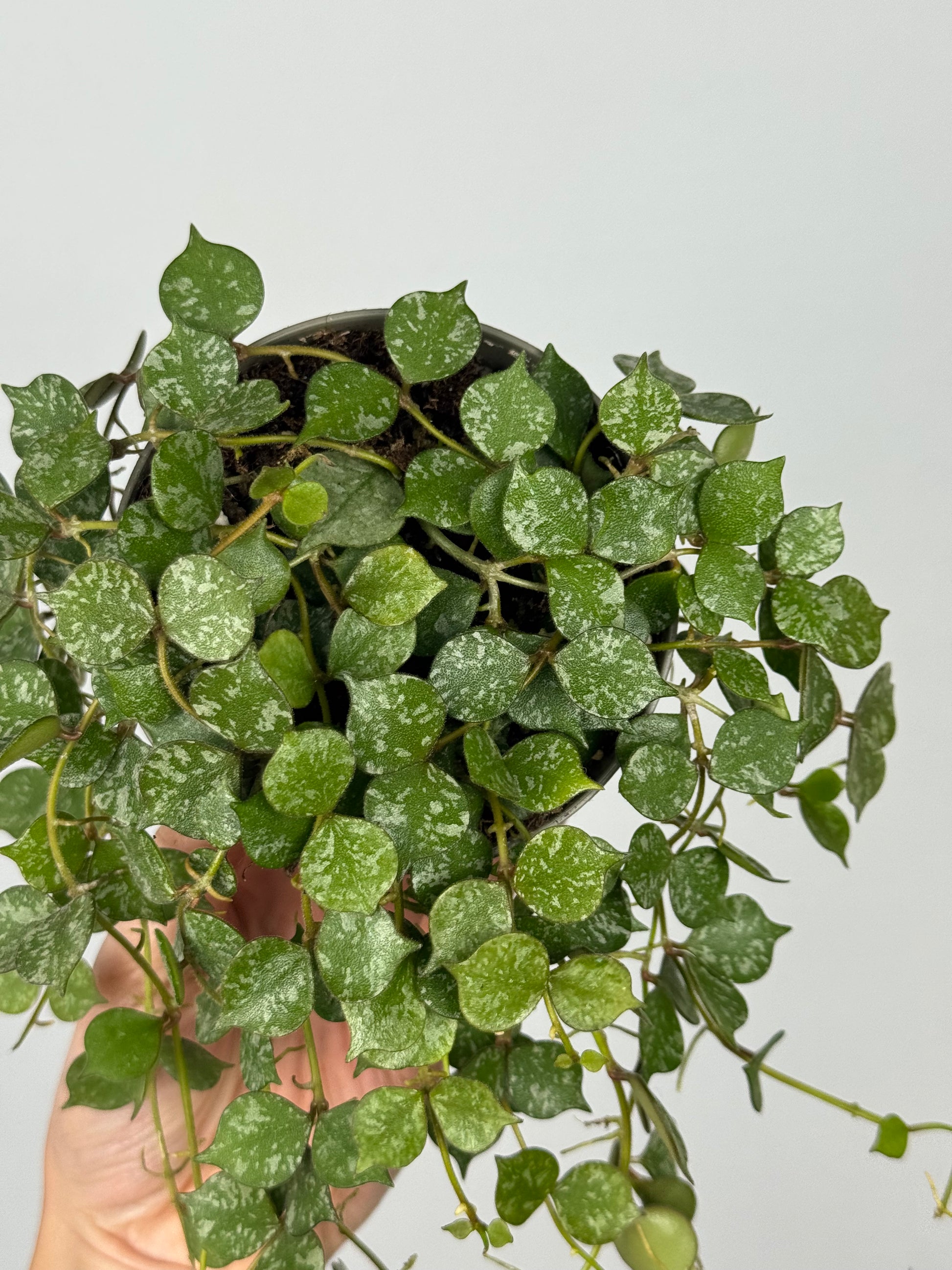 Hoya Curtisii