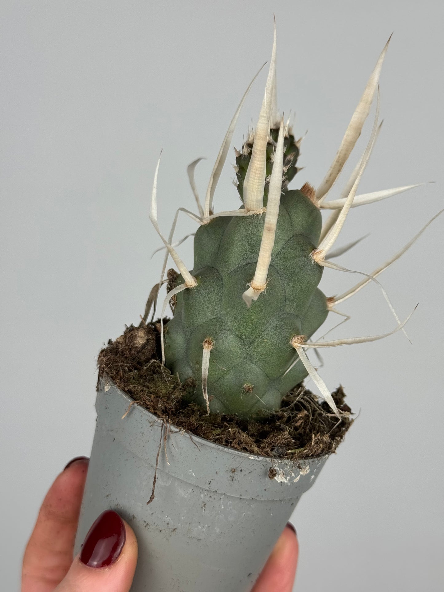 Tephrocactus articulatus papyracanthus