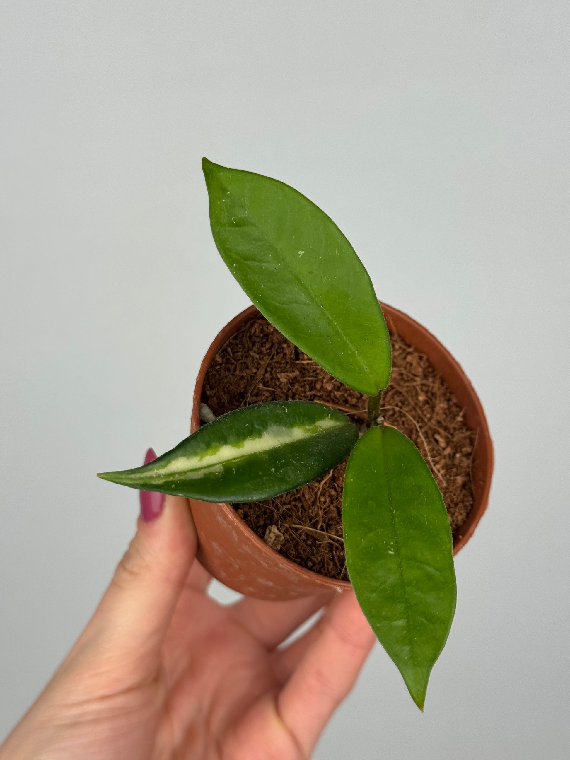 Hoya Tricolor | Tilia