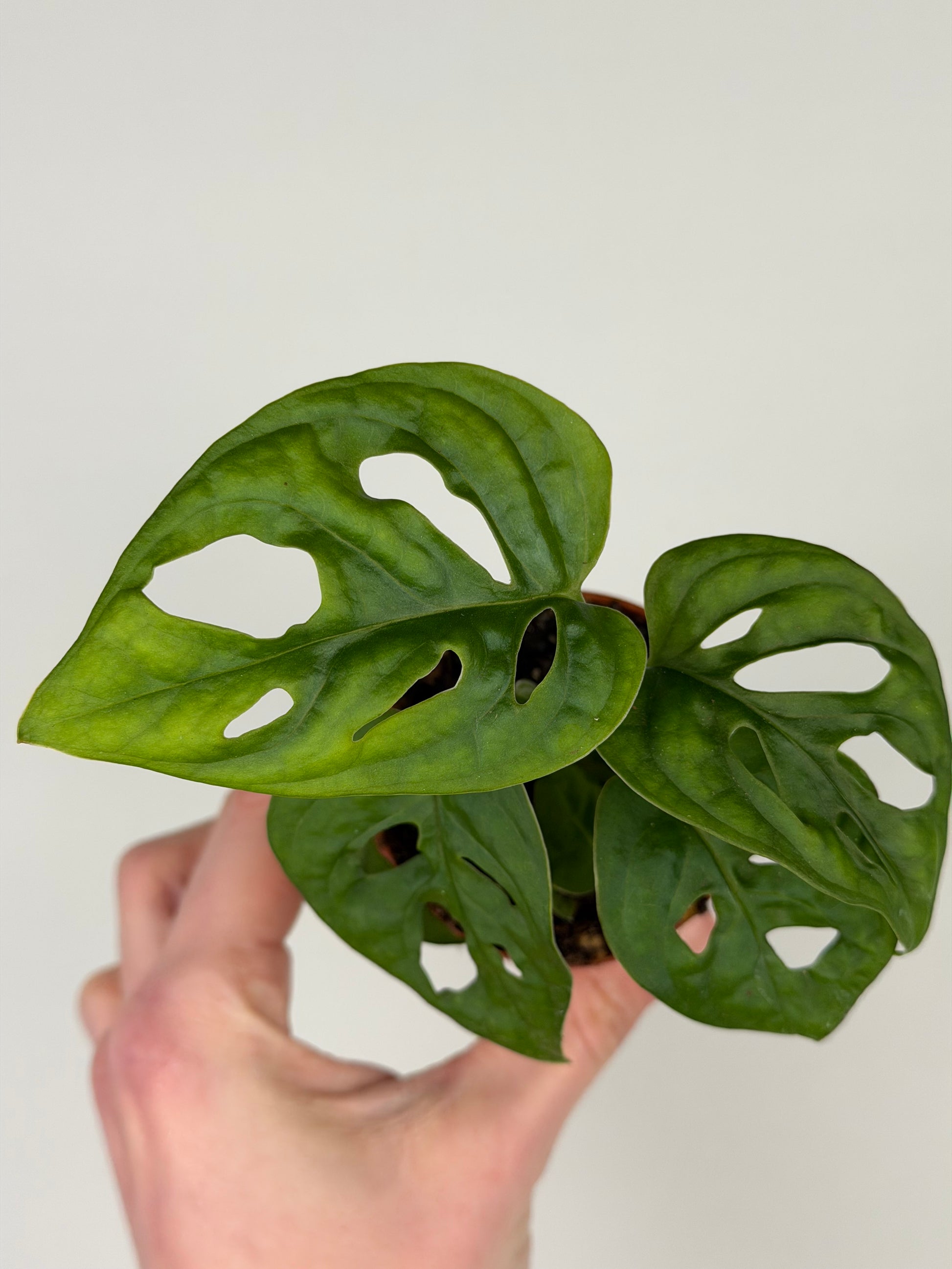 Monstera Adansonii 'Monkey Mask' Monstera Tropical Corner