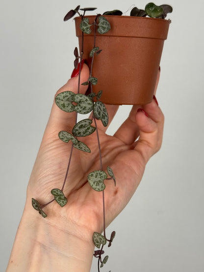 Ceropegia Woodii | Dalia