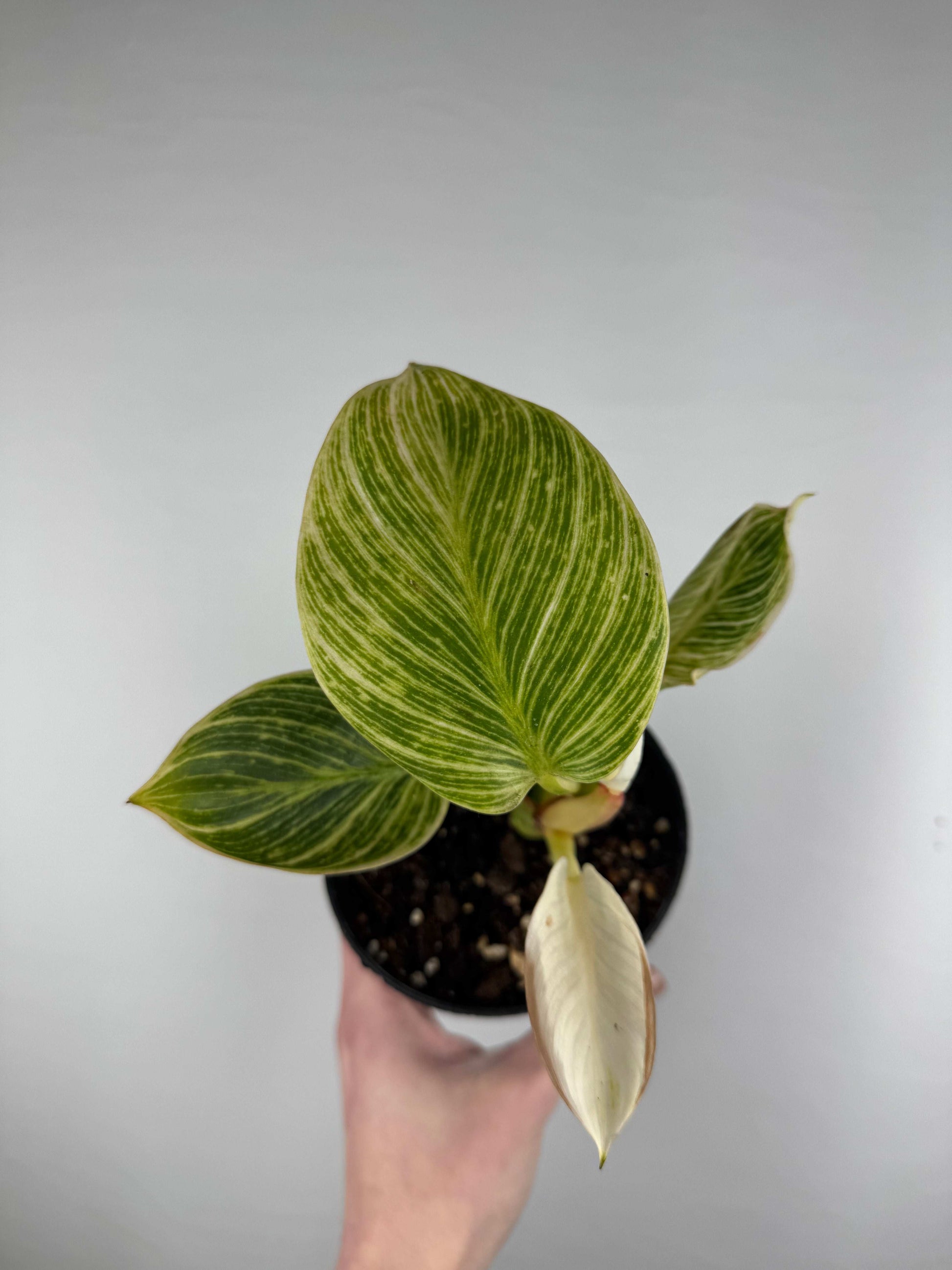 Philodendron “Birkin” | Frank