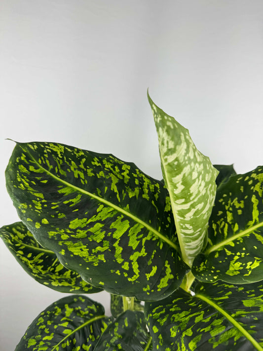 Dieffenbachia “Reflector”