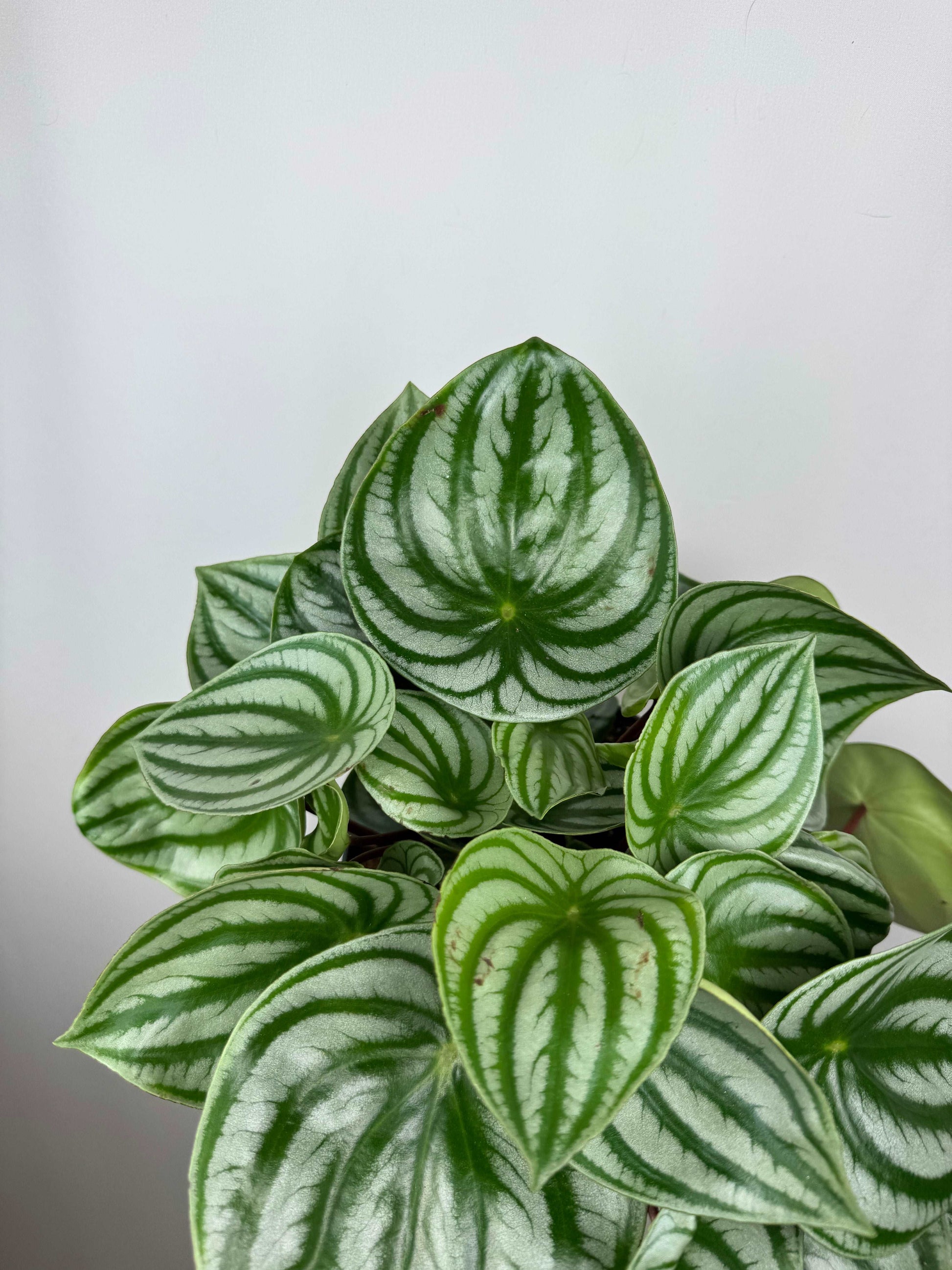 Peperomia Argyreia “Watermelon”