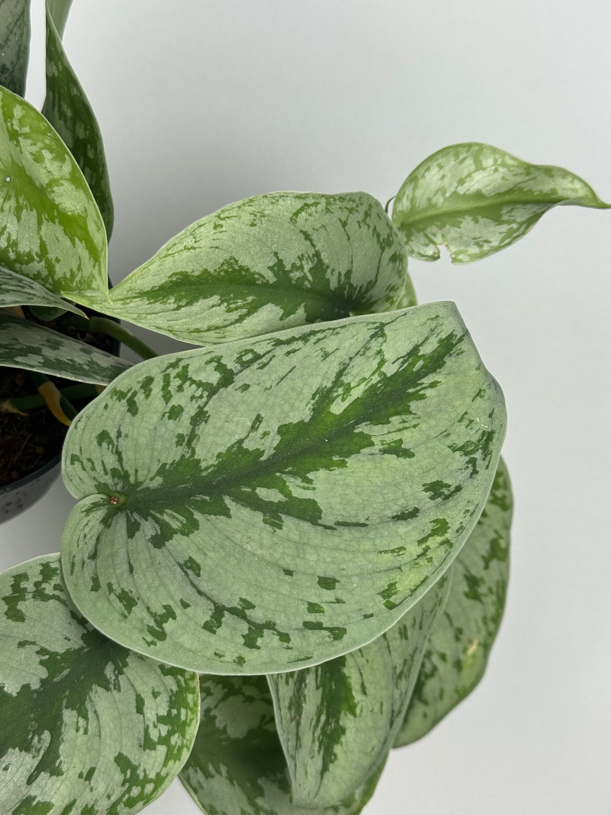 Scindapsus Pictus “Trebie”