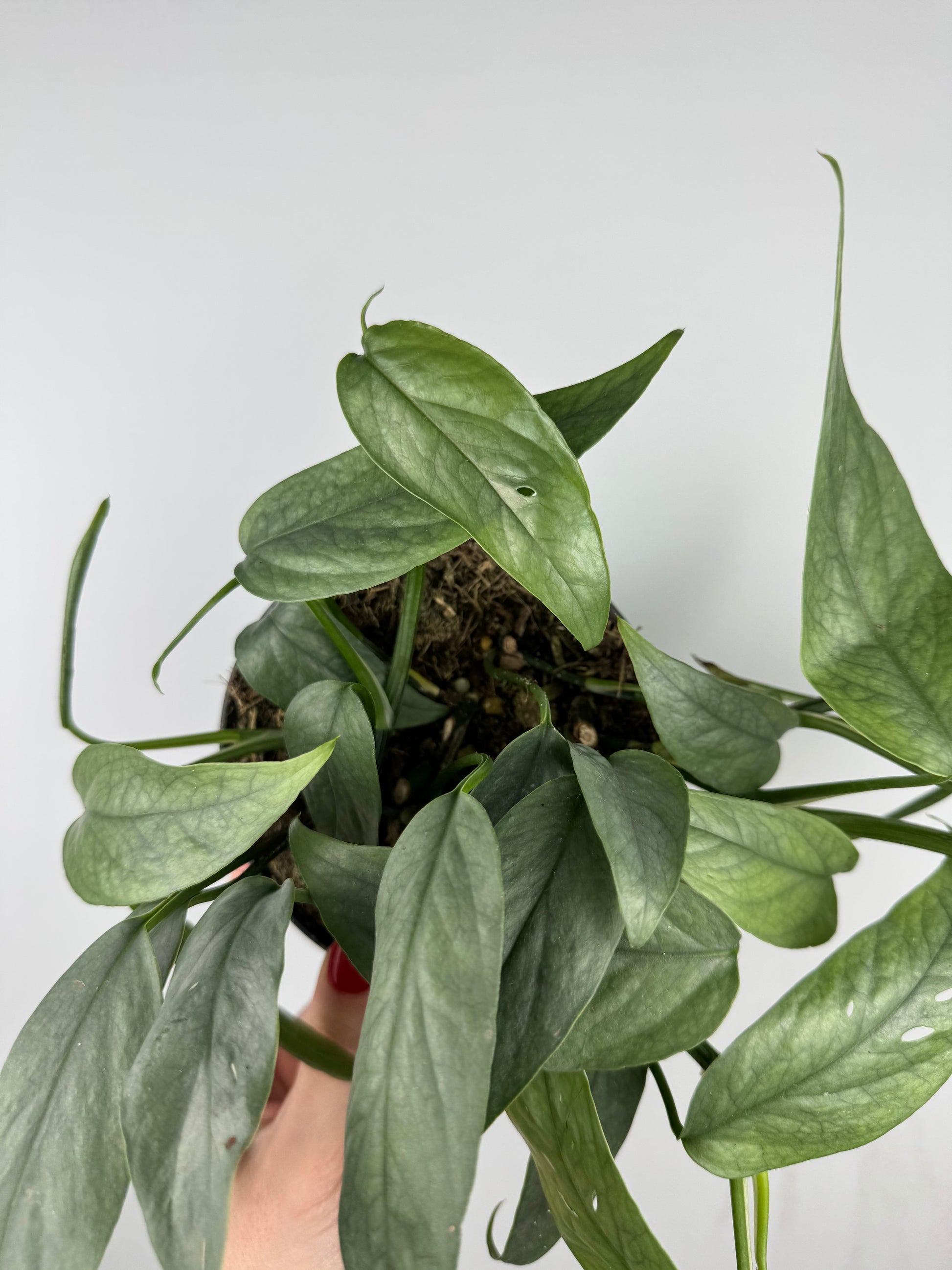 Epipremnum pinnatum “Cebu Blue”