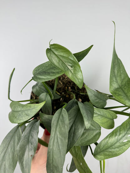 Epipremnum pinnatum “Cebu Blue”
