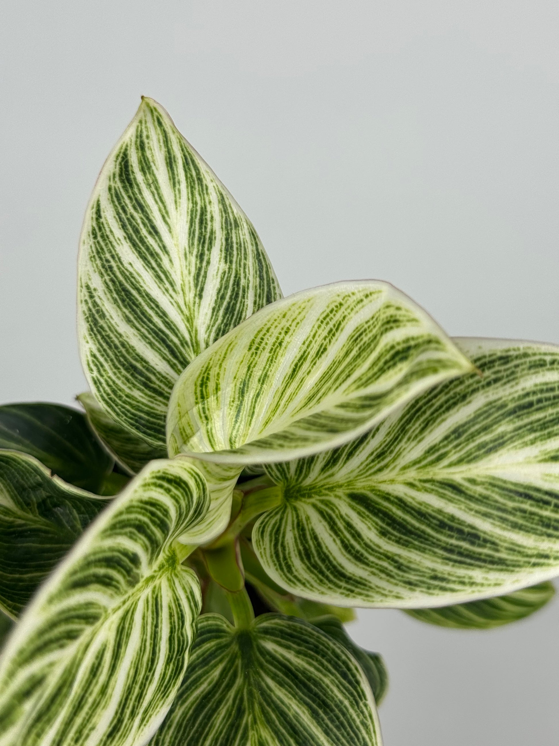 philodendron green leaves white veins Philodendron 'White Veins' – Tropical Corner
