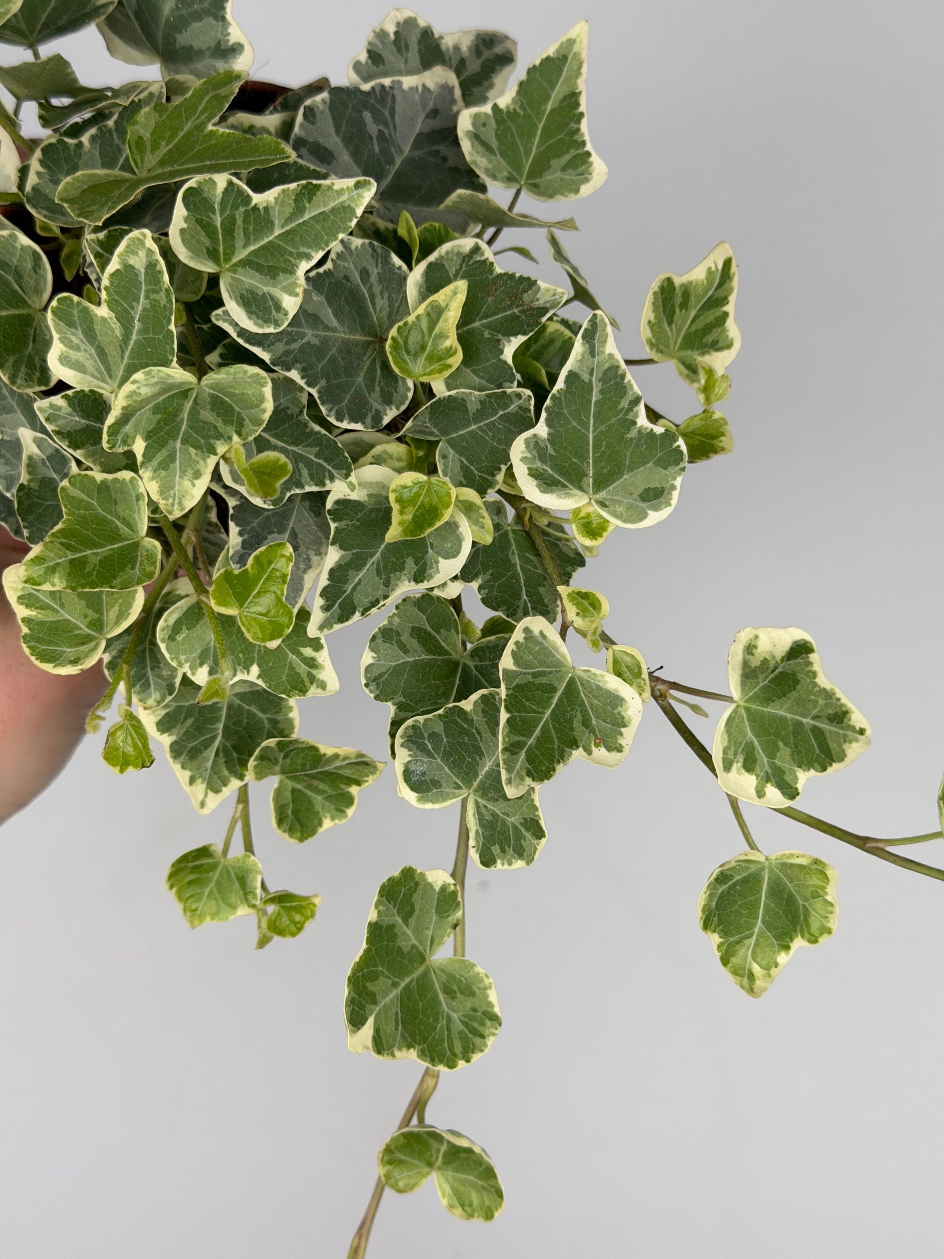 Hedera hel. 'White Wonder' Hedera Tropical Corner