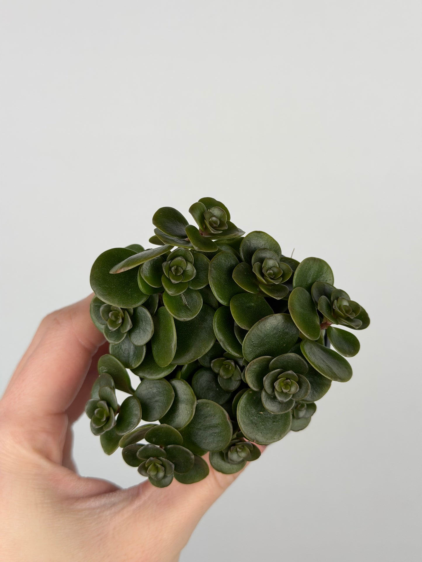 Sedum makinoi 'Tornado'