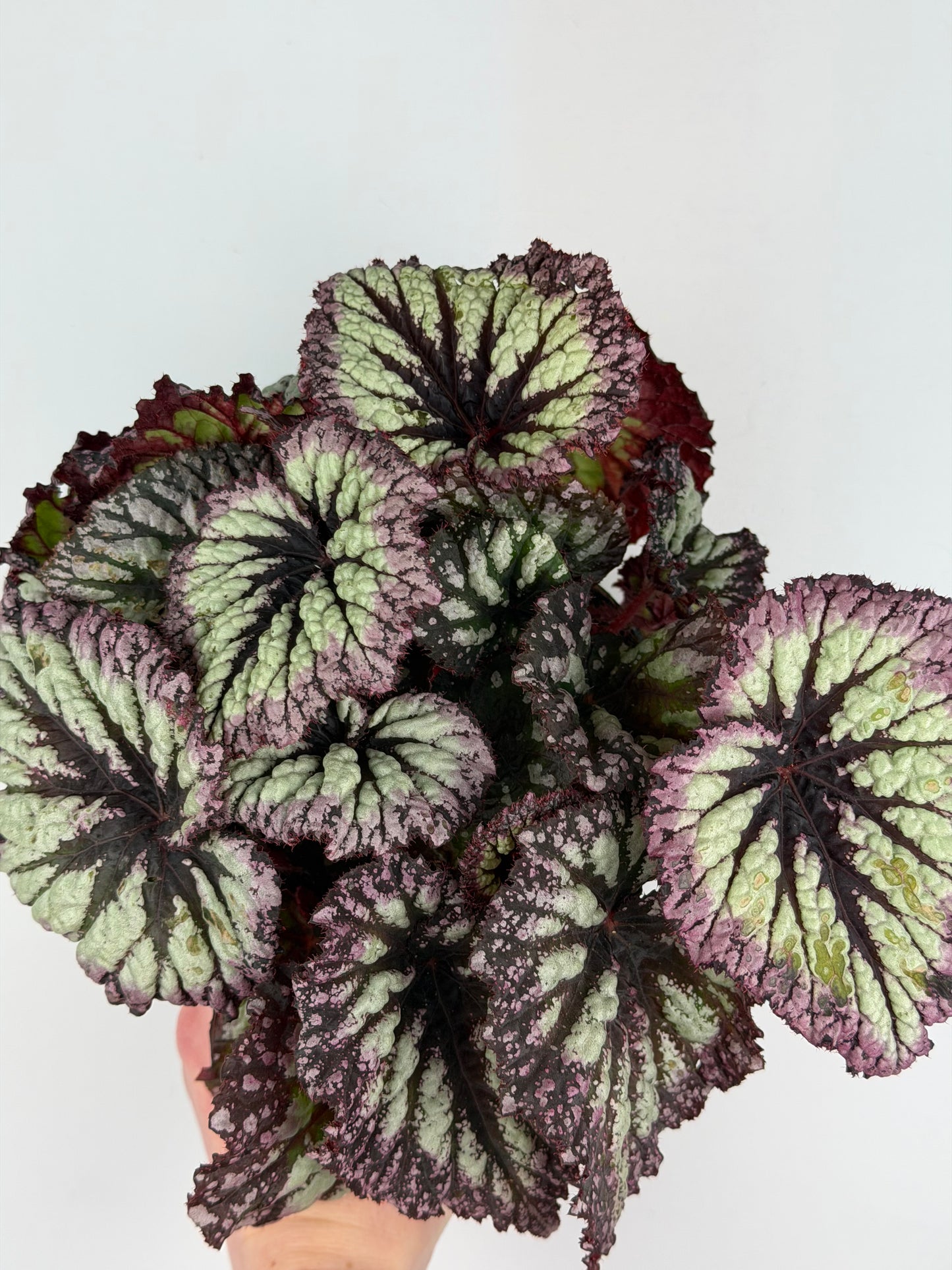 Begonia Fireworks Begonia Tropical Corner