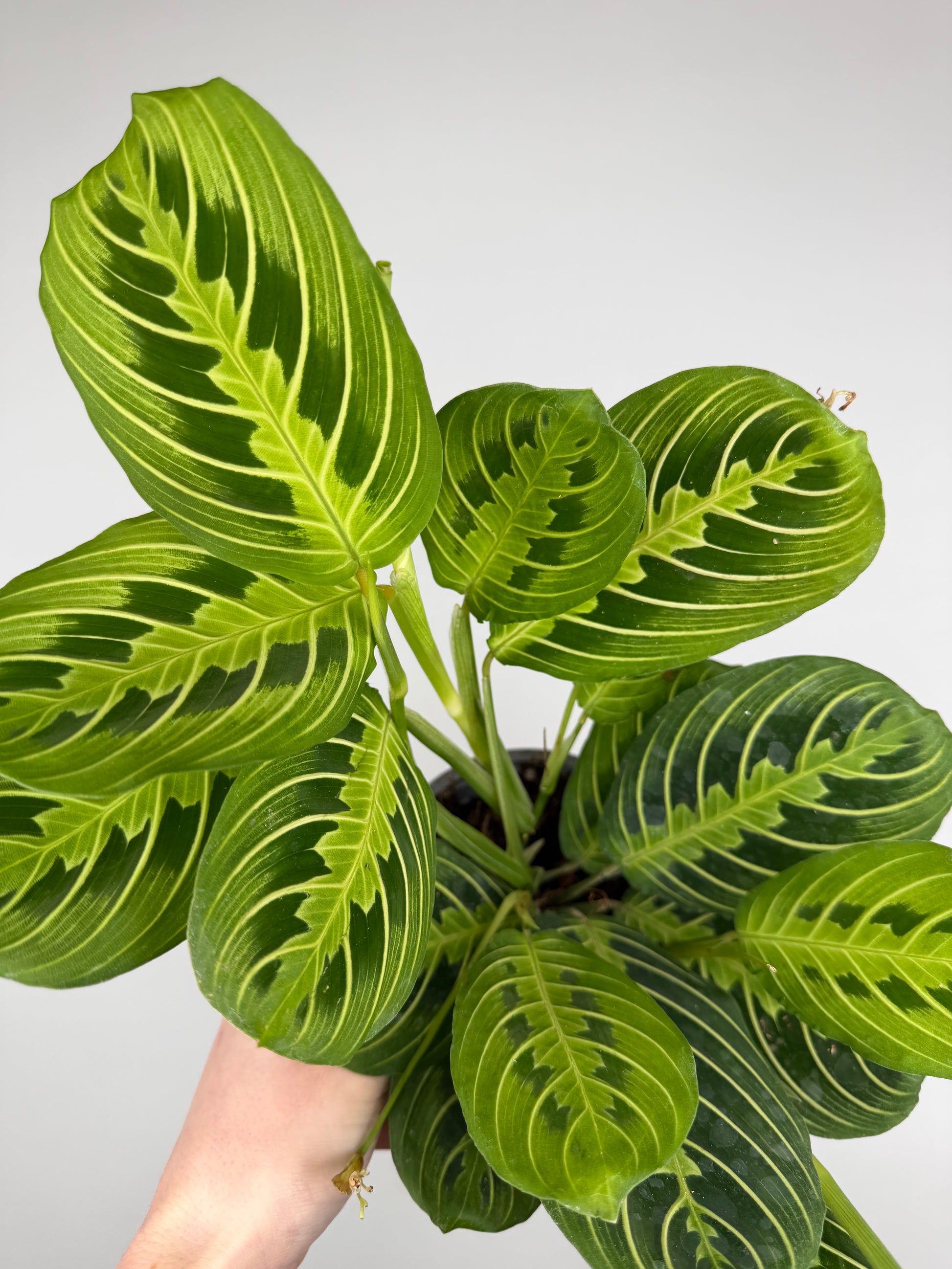 Maranta Leuconeura 'Lemon Lime'