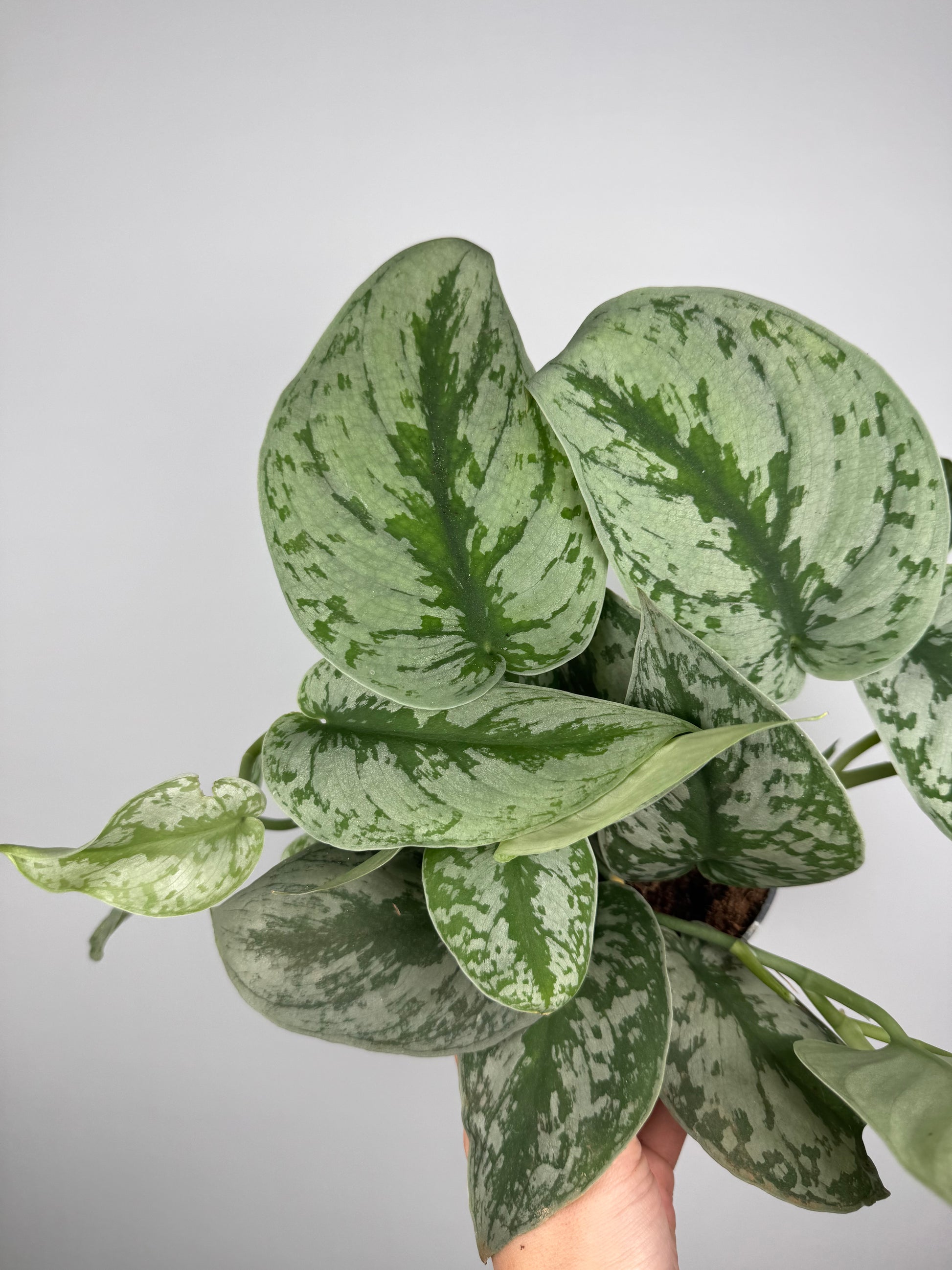 Scindapsus Pictus “Trebie”