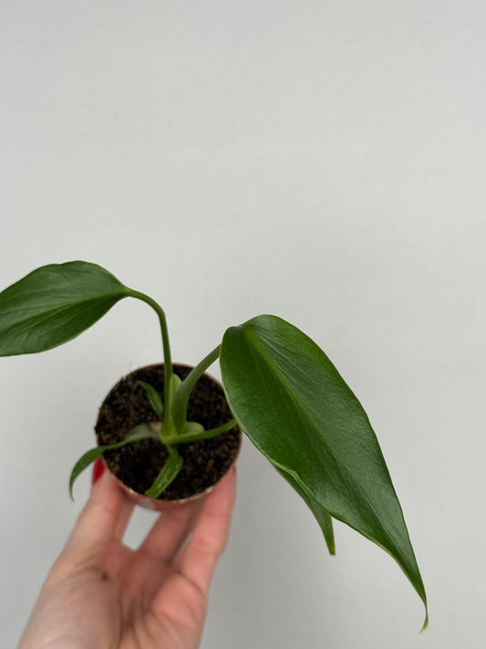 Monstera Burle Marx Flame Monstera Tropical Corner