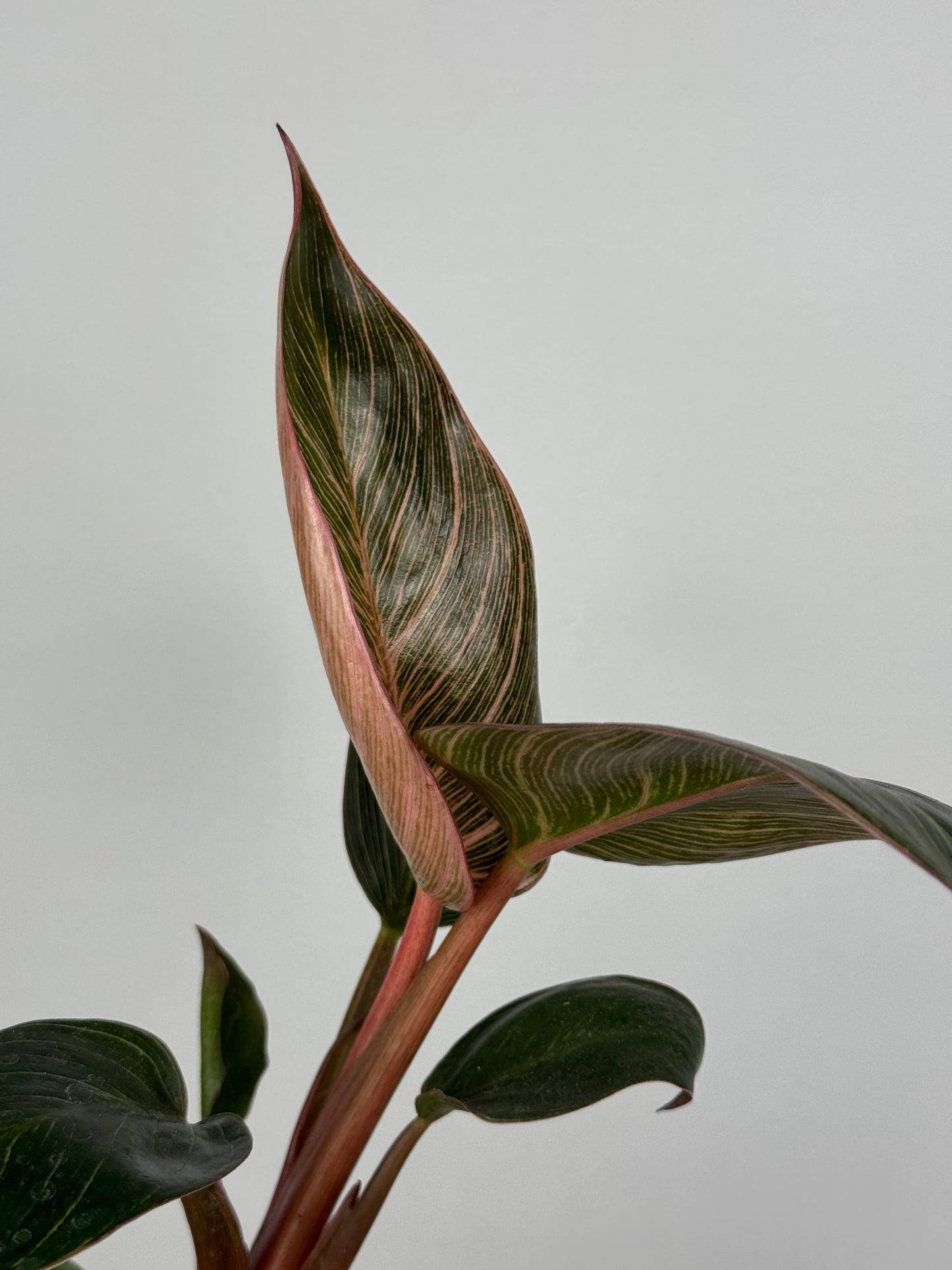 Philodendron Pink Bikini