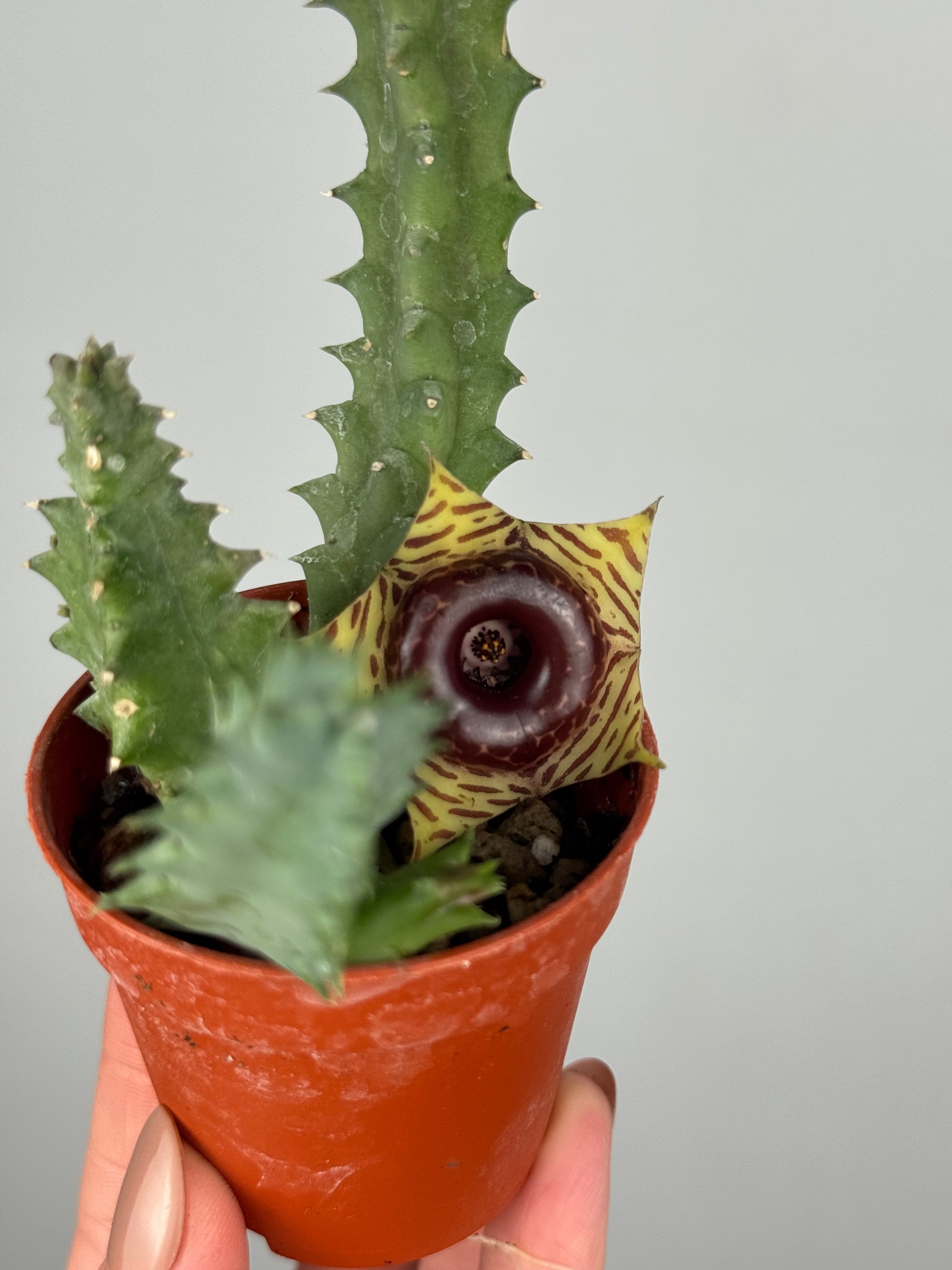 Stapelia Huernia Zebrina