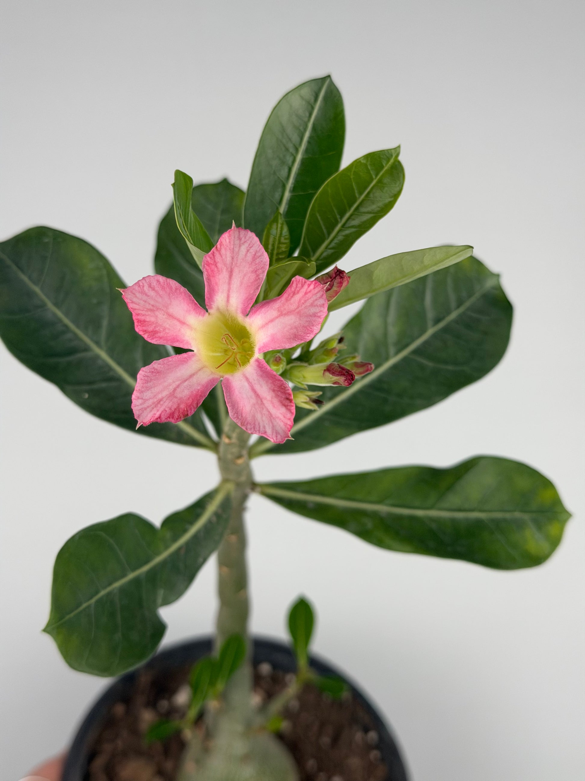 Adenium obesum Adenium Tropical Corner