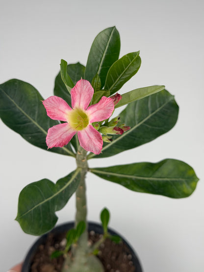 Adenium obesum Adenium Tropical Corner