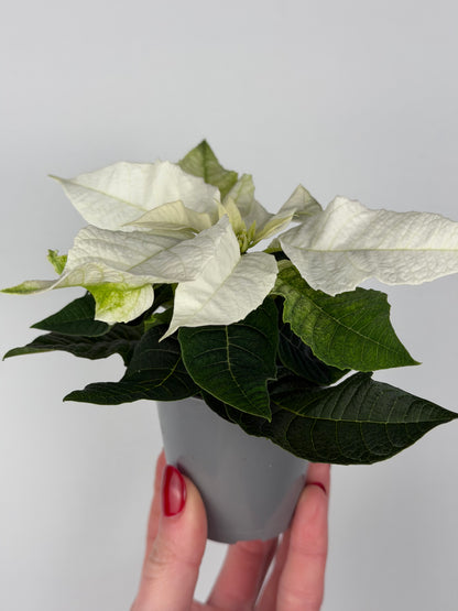 Euphorbia pul. Princettia Pure White