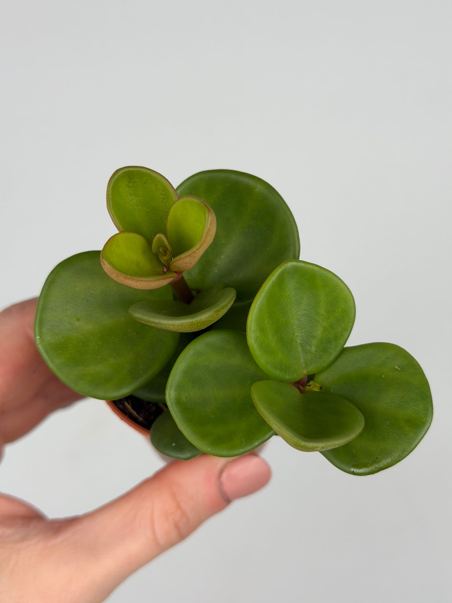 Peperomia tetraphylla 'Hope' Peperomia Tropical Corner