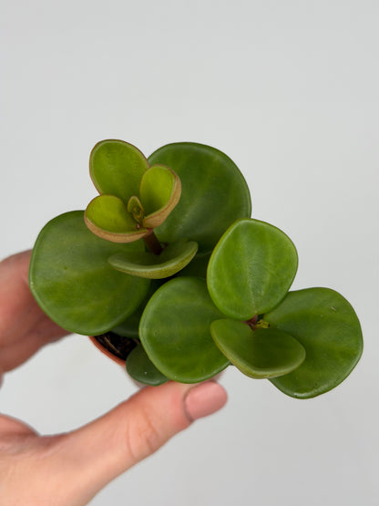 Peperomia tetraphylla 'Hope' Peperomia Tropical Corner