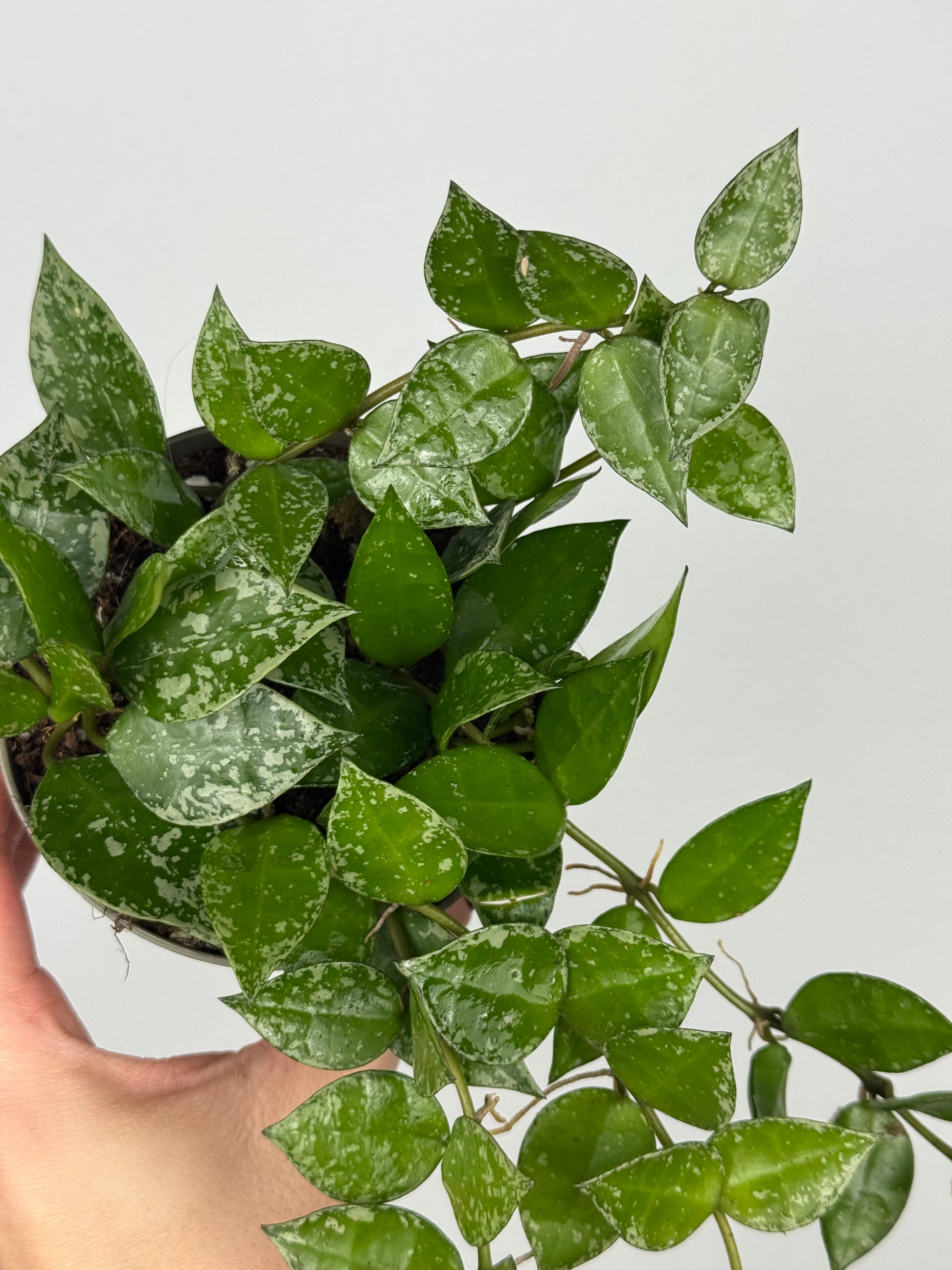 Hoya Krohniana 'Splash'