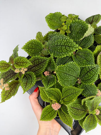 Pilea mollis 'Moon Valley' Pilea Tropical Corner