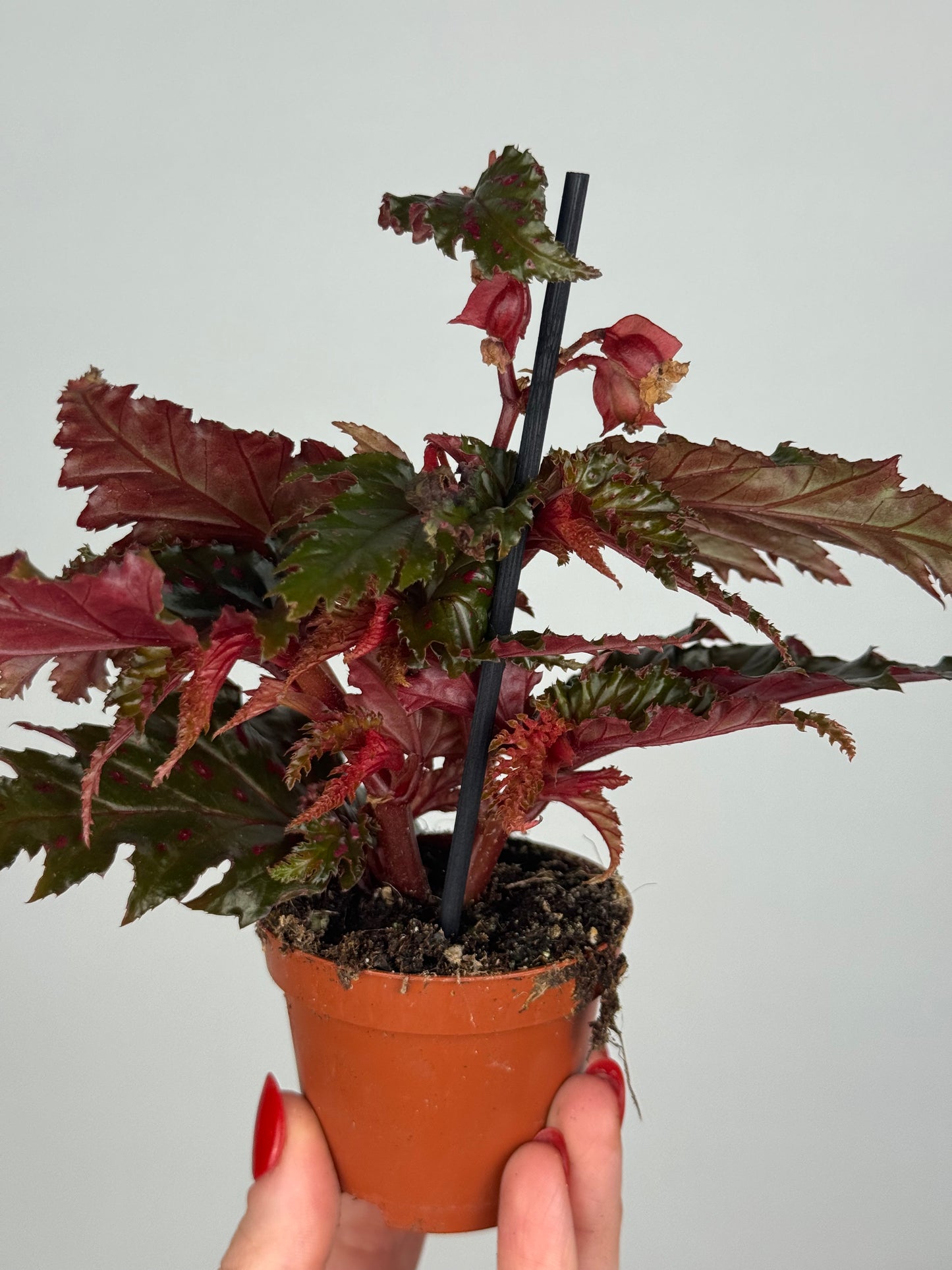 Begonia Serratipetala