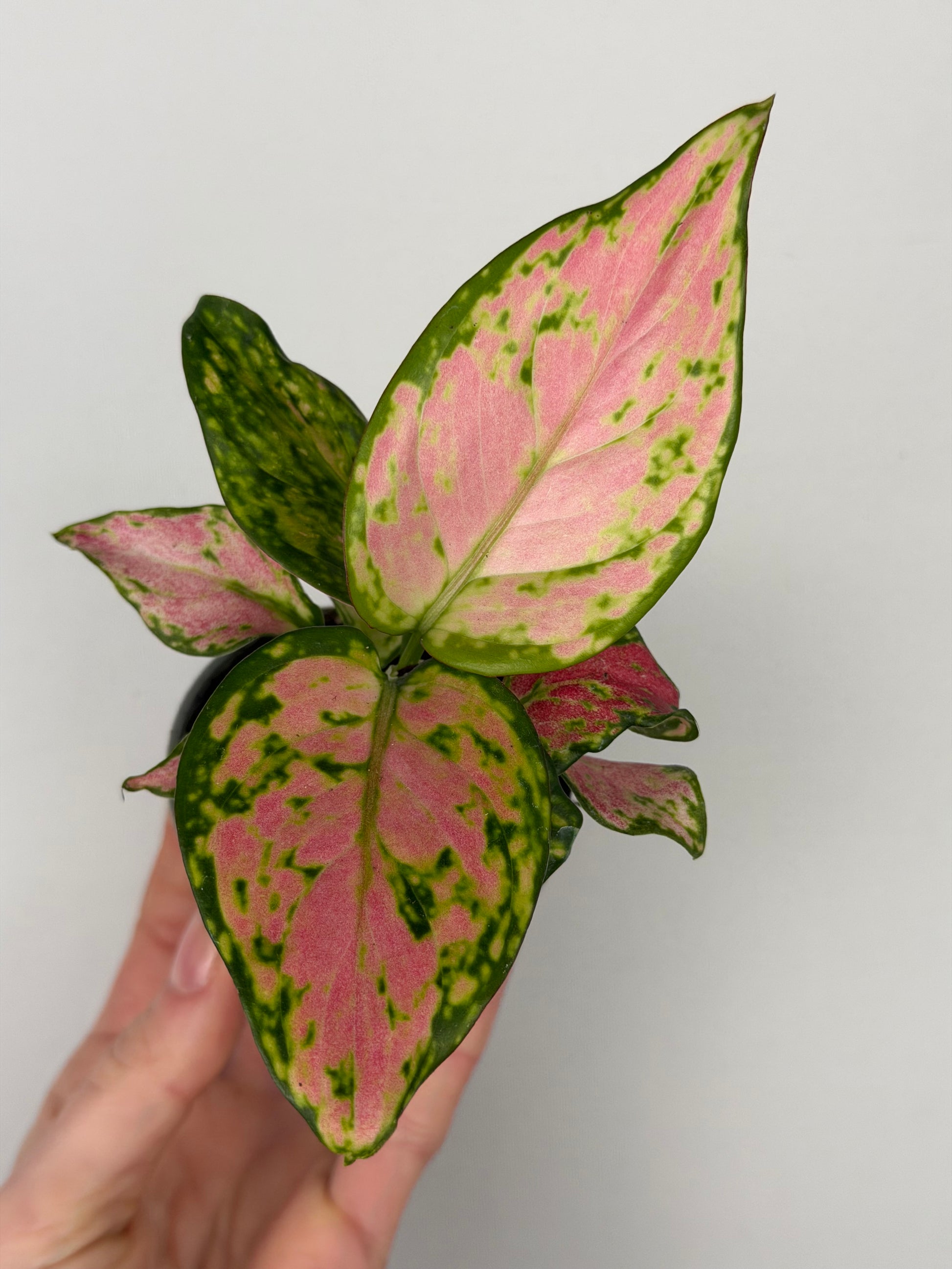 Aglaonema Red Valentine