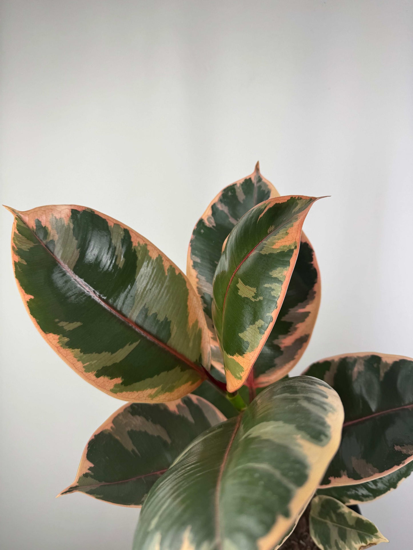 Ficus Elastica Belize “Ruby”