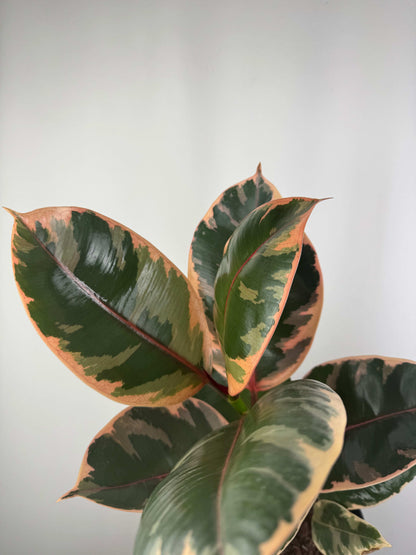 Ficus Elastica Belize “Ruby”