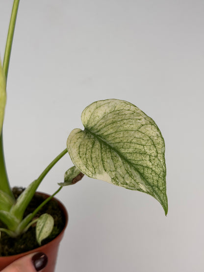 Monstera Mint