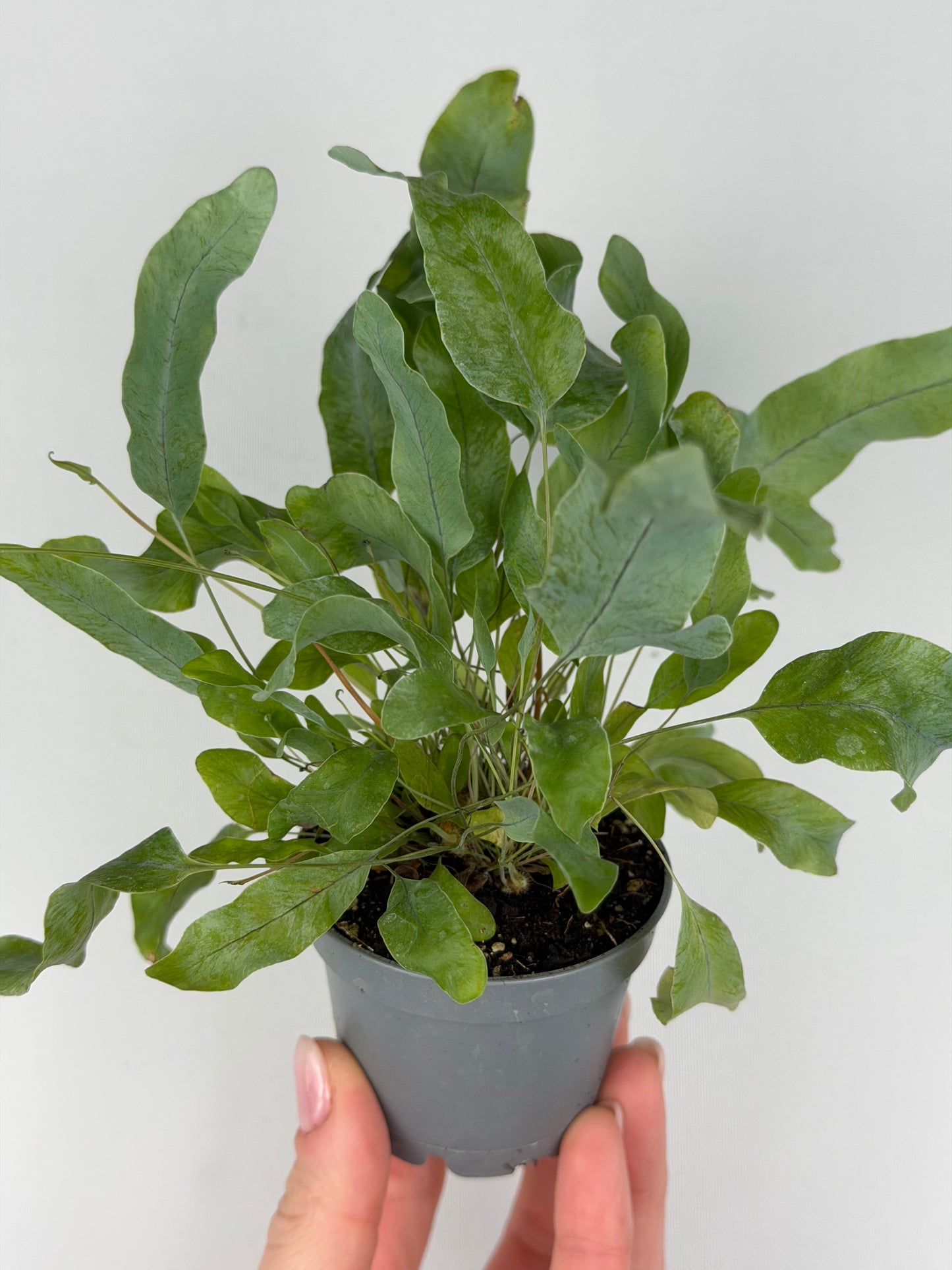 Phlebodium aureum 'Blue Star' Phlebodium Tropical Corner