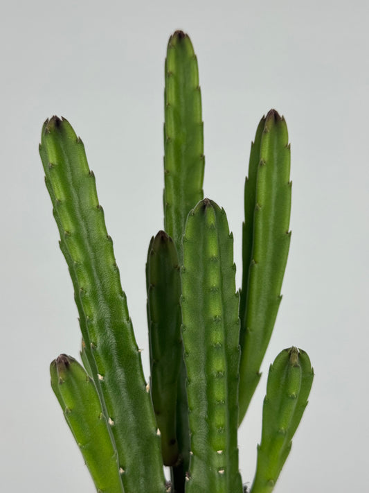 Stapelia leendertziae