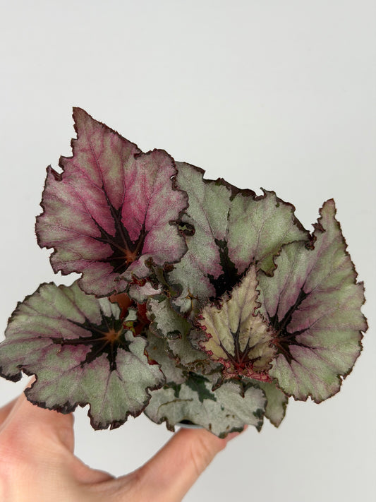 Begonia 'Spirit of Kwale'