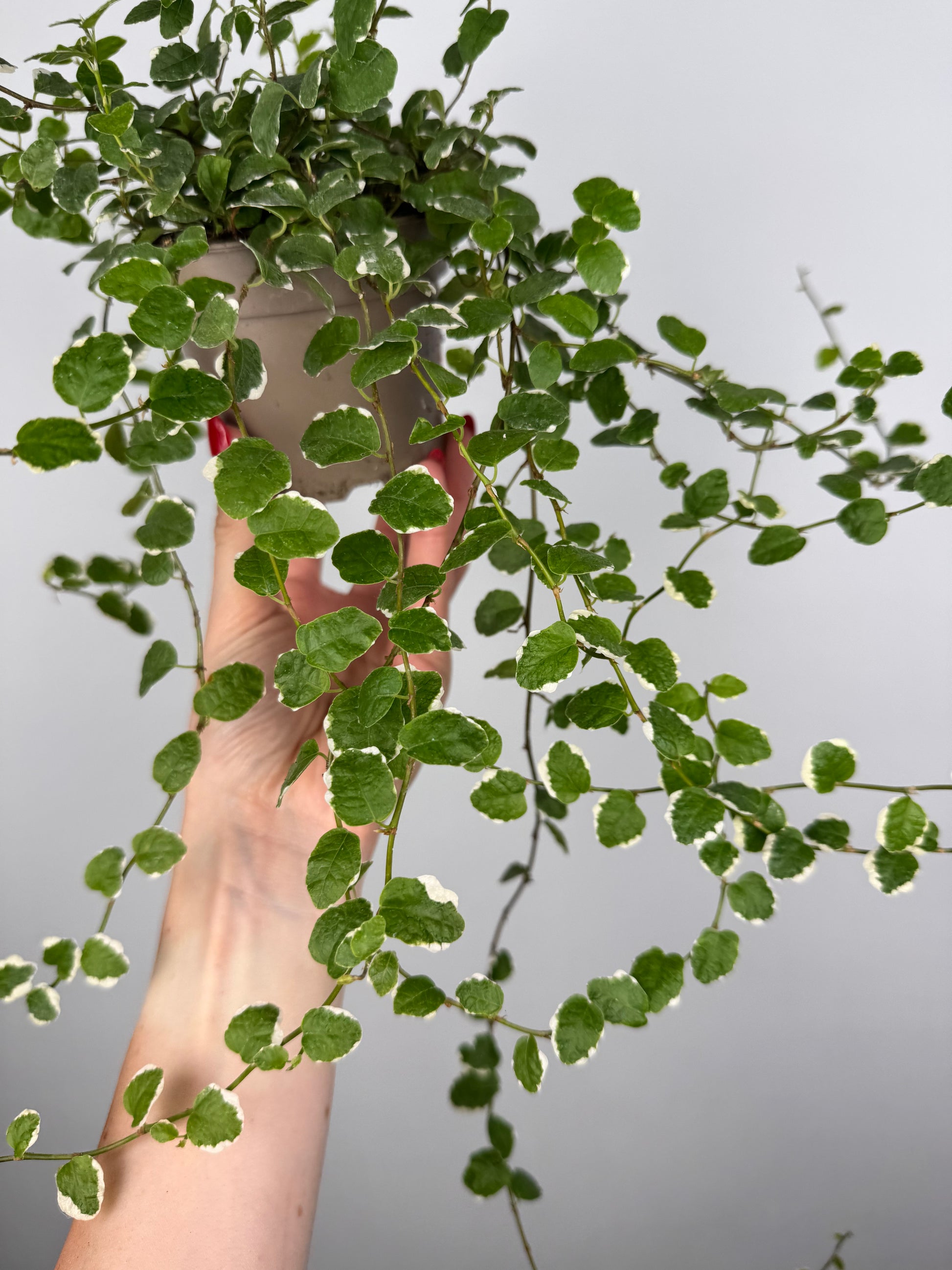 Ficus Pumila “White Sunny”