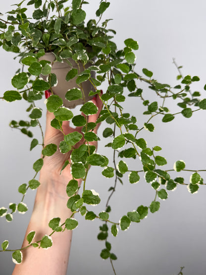 Ficus Pumila “White Sunny”