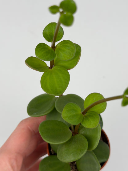 Peperomia tetraphylla 'Hope' Peperomia Tropical Corner