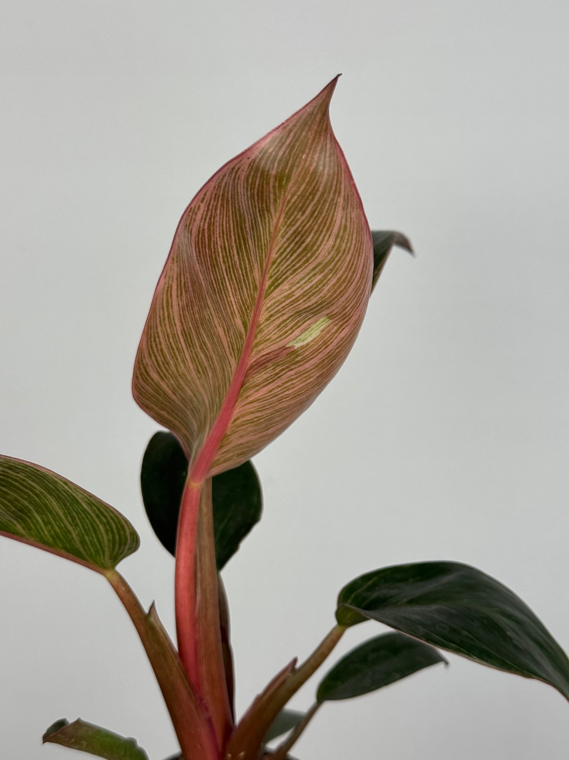 Philodendron Pink Bikini