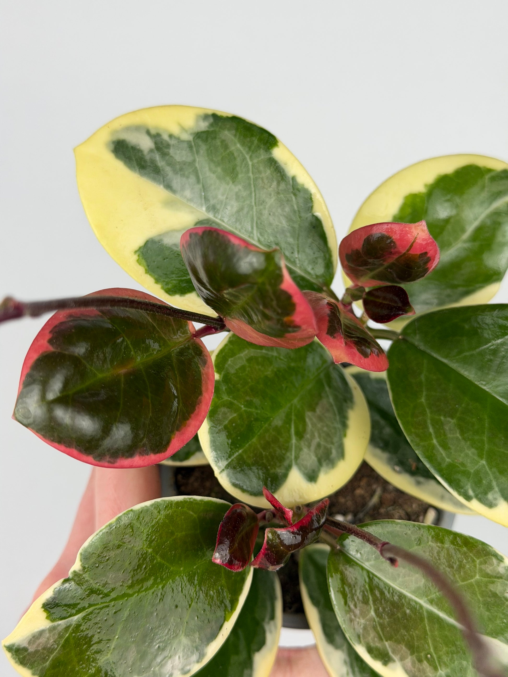 Hoya Australis Blondie Hoya Tropical Corner