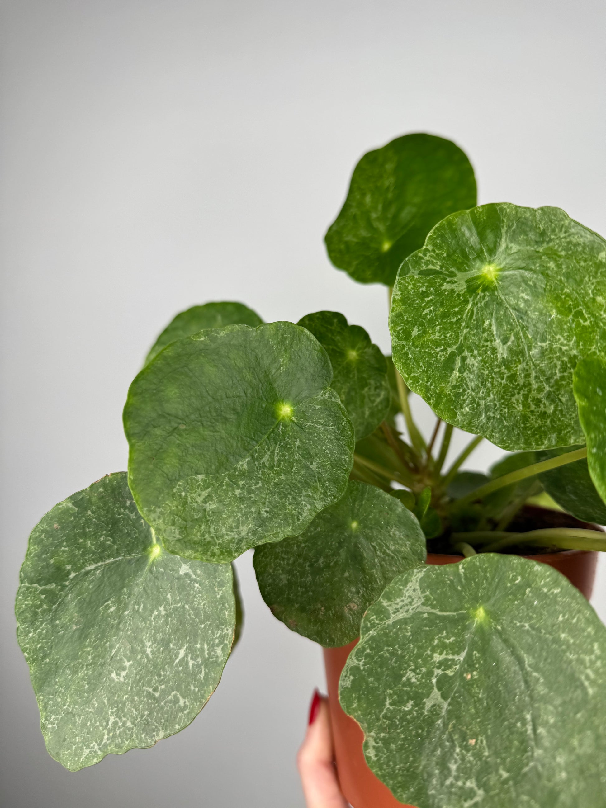 Pilea Peperomioides “Sugar”
