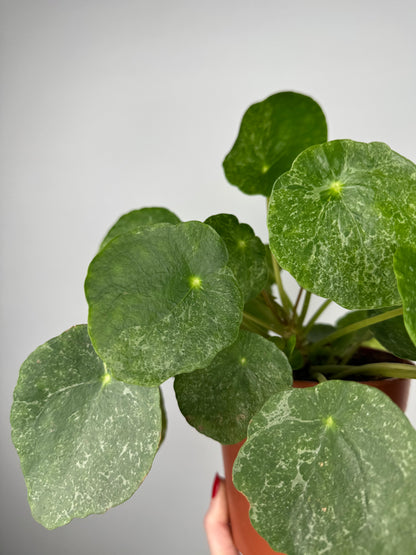 Pilea Peperomioides “Sugar”