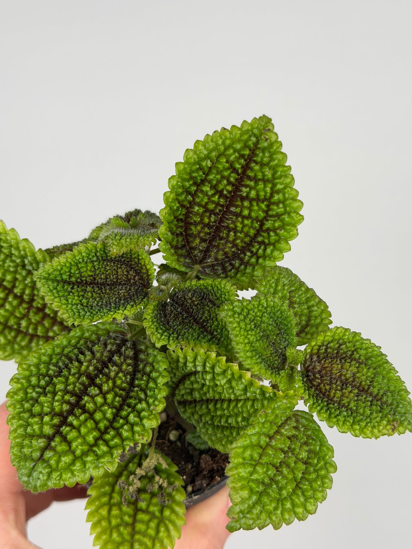 Pilea mollis 'Moon Valley' Pilea Tropical Corner