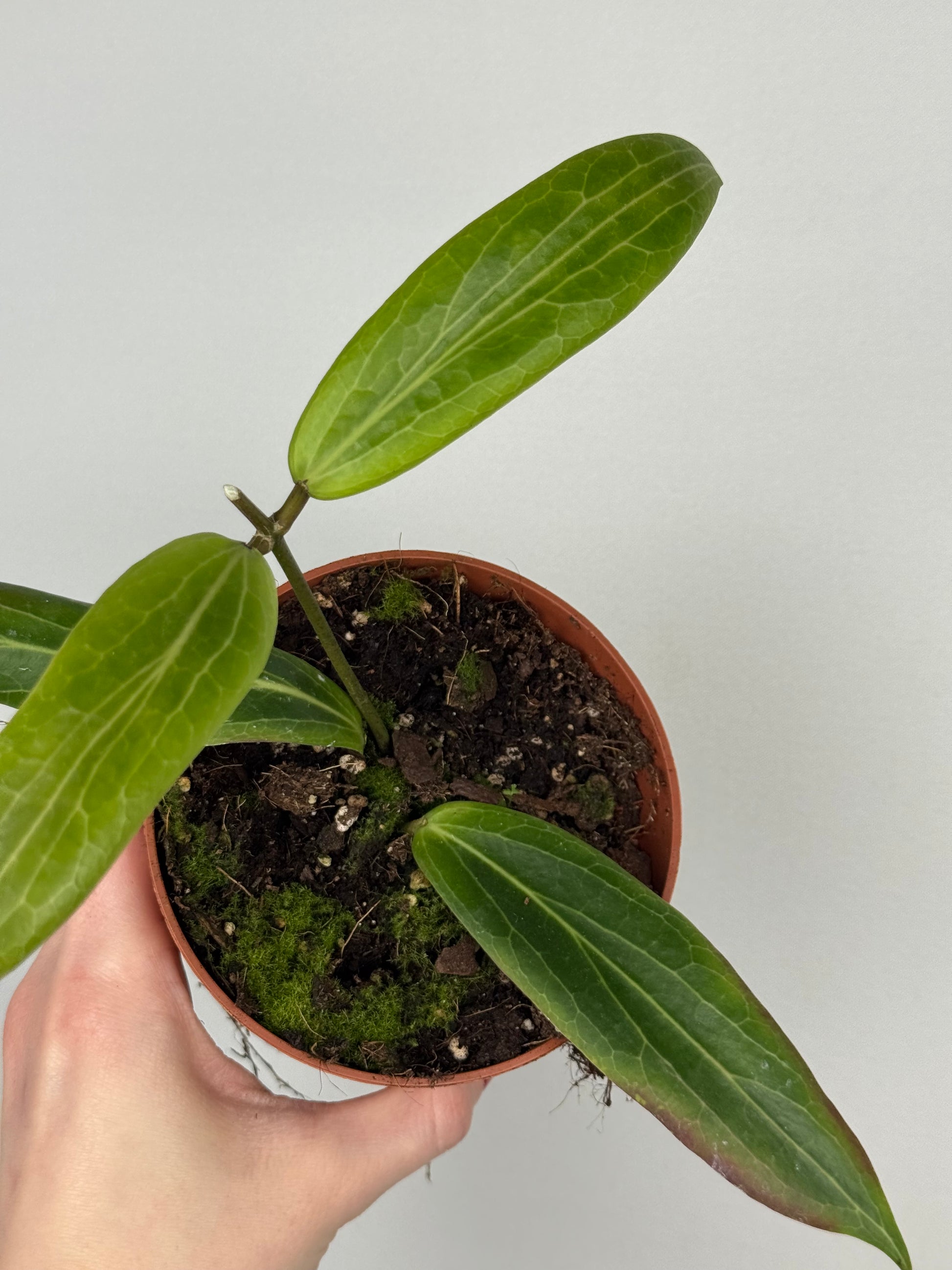 Hoya Soligamiana