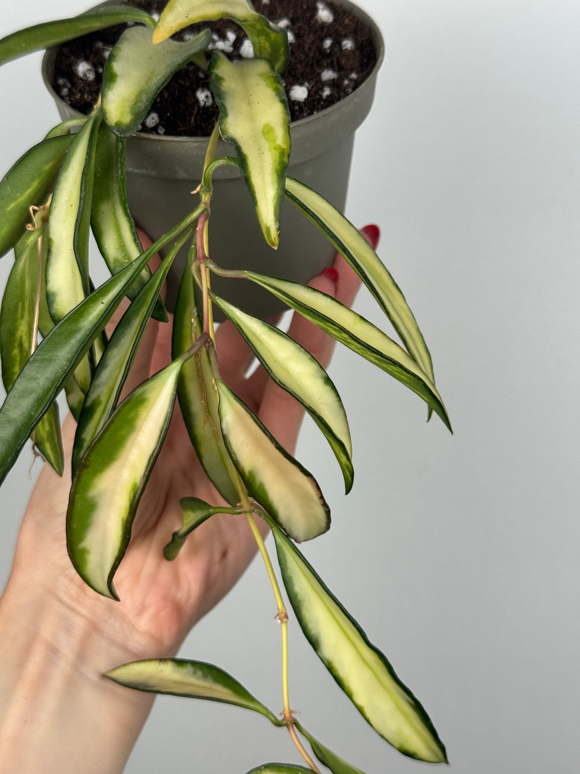 Hoya Wayetii 'Tricolor'